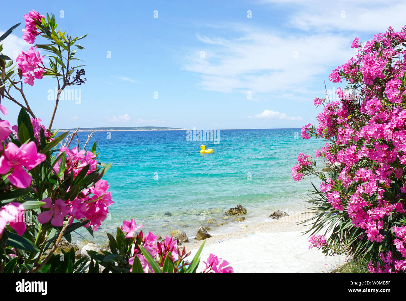 Summer background with clear blue and turquoise sea framed with pink Nerium oleander blooming trees and an inflatable duck on the sea surface Stock Photo