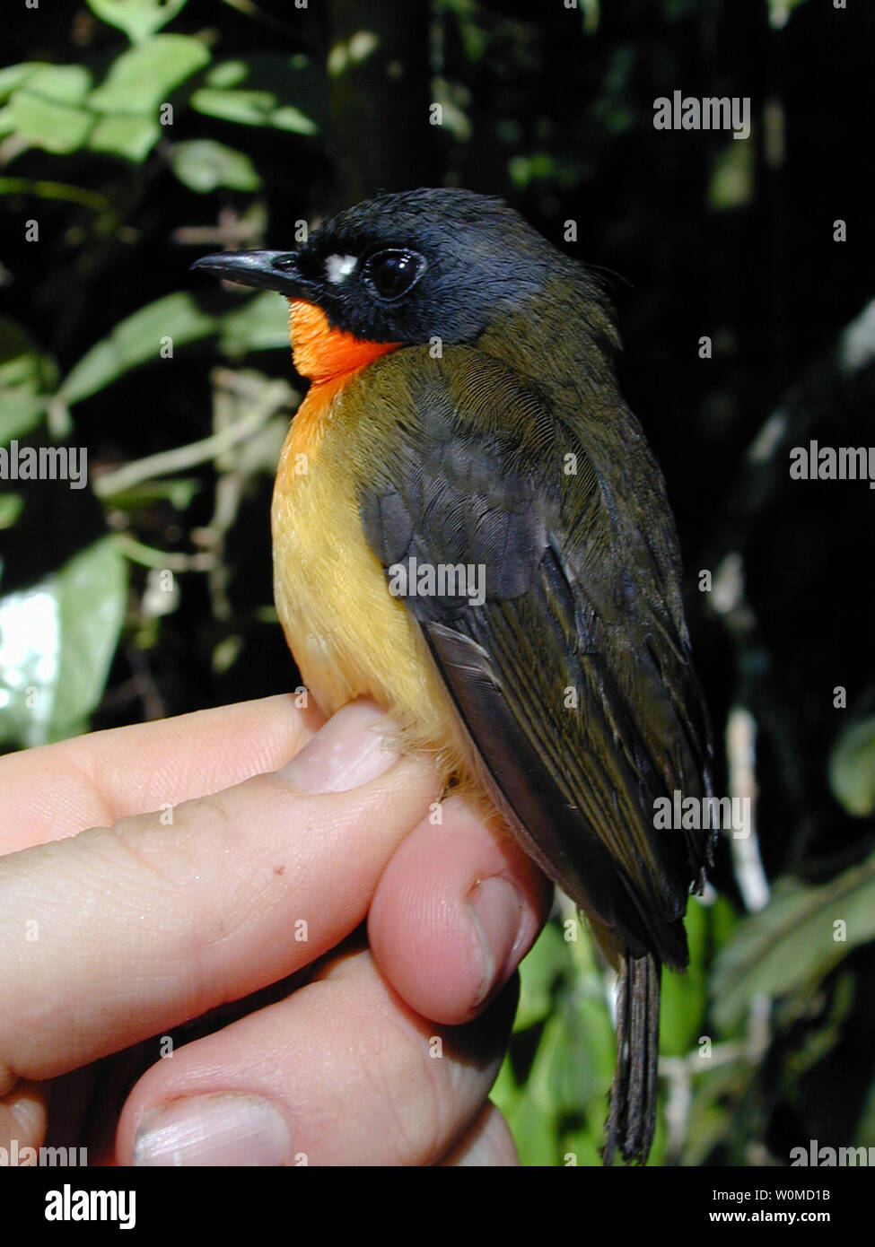 a-male-olive-backed-forest-robin-sits-on-the-hand-of-brian-schmidt-the-smithsonian