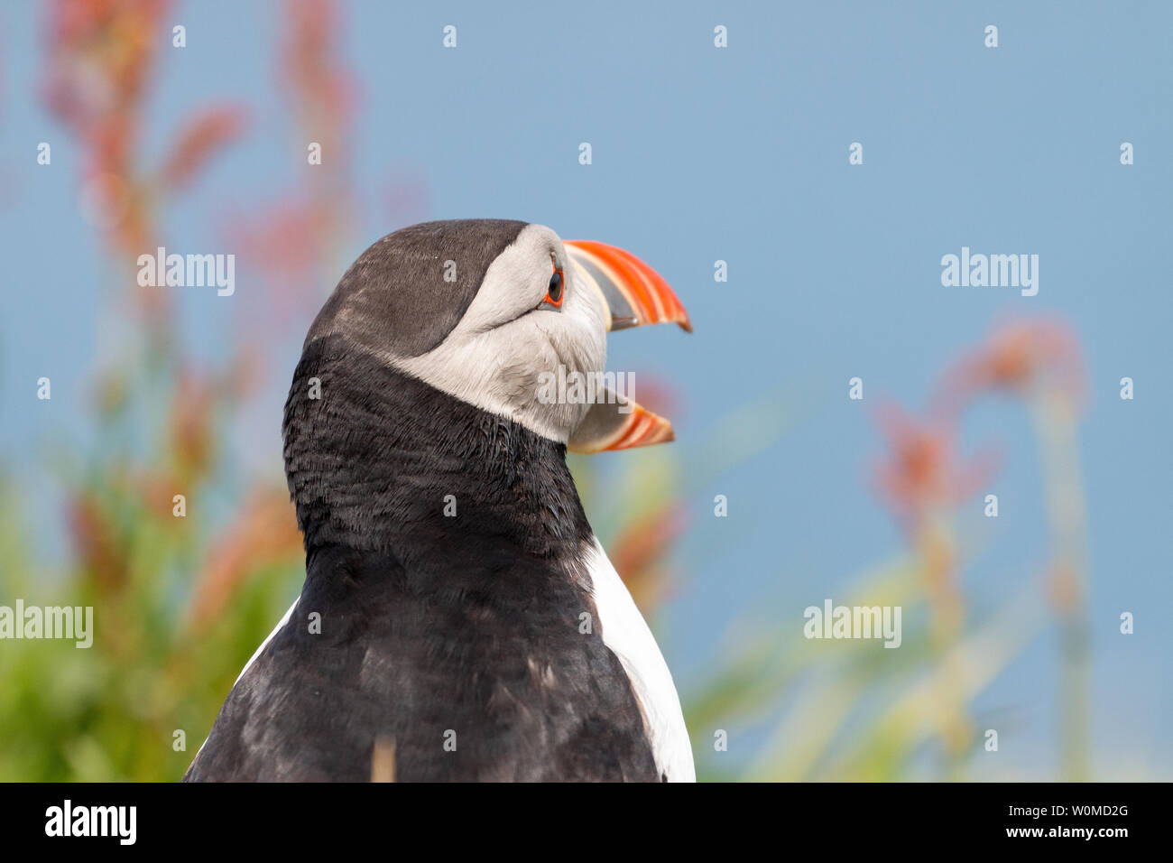 Puffin looking ahead with beak open on Lunga, Treshnish Isles, Scotland Stock Photo