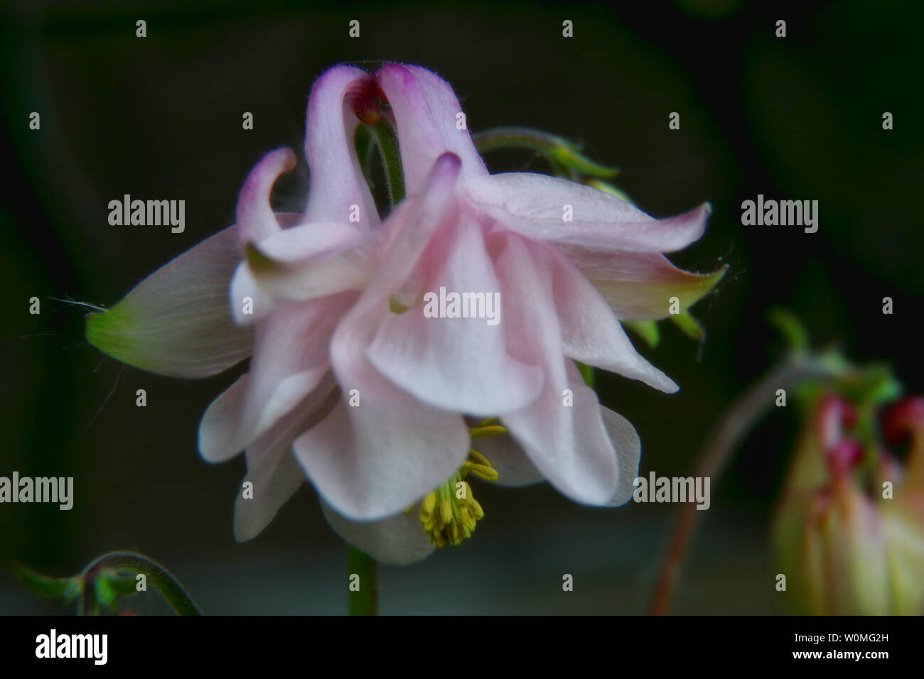A pink softened columbine flower in close up Stock Photo