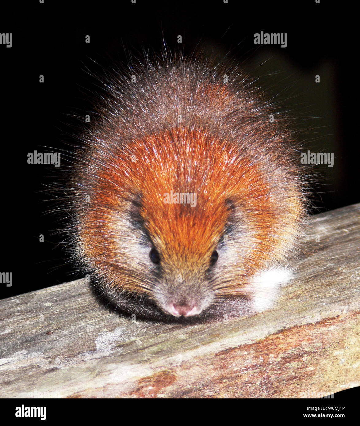 This red-crested tree rat (Santamartamys rufodorsalis), a guinea-pig-sized rodent not seen since 1898 and thought perhaps to be extinct, is seen at the El Dorado Nature Reserve in Colombia, South America on May 4, 2011.    UPI/Lizzie Noble/ProAves Stock Photo