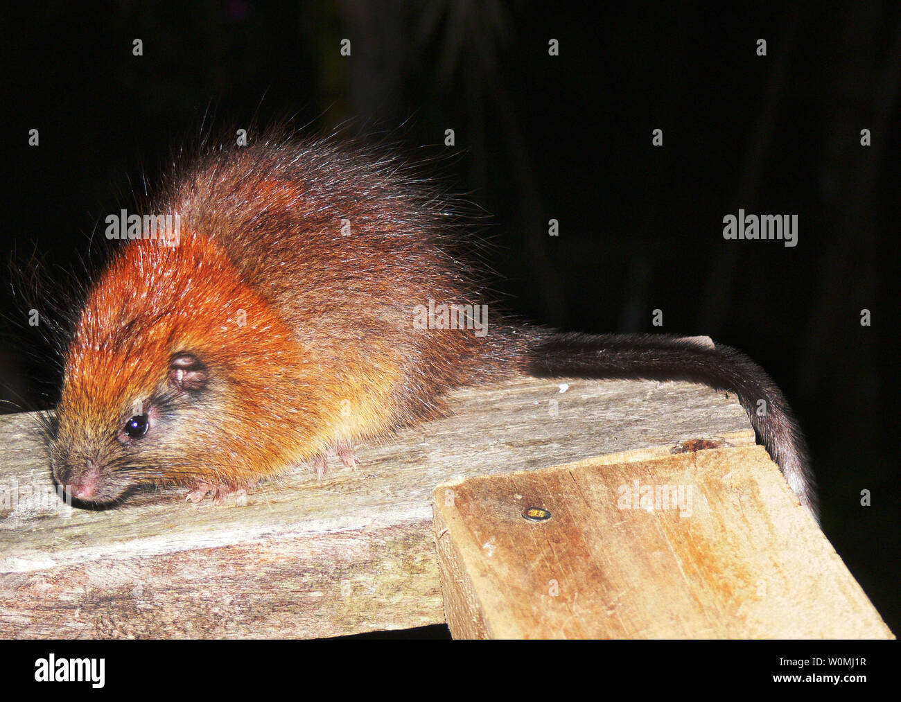 This red-crested tree rat (Santamartamys rufodorsalis), a guinea-pig-sized rodent not seen since 1898 and thought perhaps to be extinct, is seen at the El Dorado Nature Reserve in Colombia, South America on May 4, 2011.    UPI/Lizzie Noble/ProAves Stock Photo