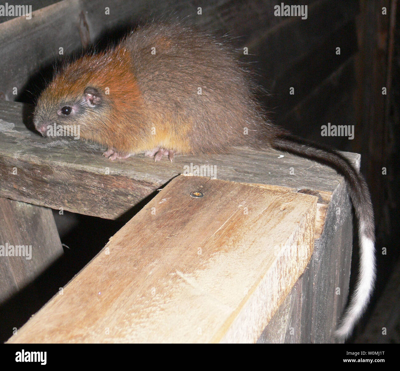 Standard Inhalere Stille og rolig This red-crested tree rat (Santamartamys rufodorsalis), a guinea-pig-sized  rodent not seen since 1898 and thought perhaps to be extinct, is seen at  the El Dorado Nature Reserve in Colombia, South America on