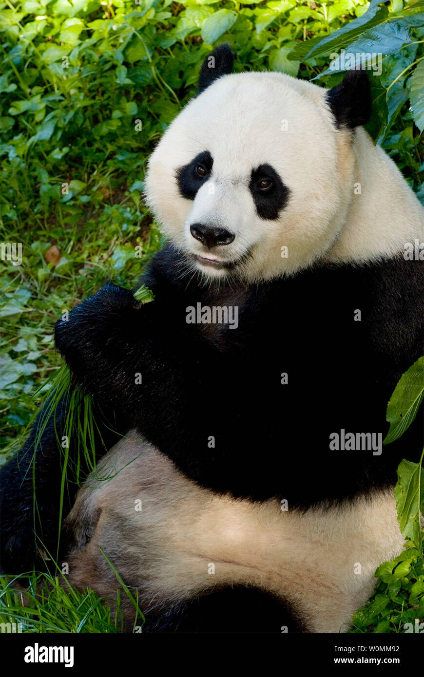 Panda zoo camera hi-res stock photography and images - Page 2 - Alamy