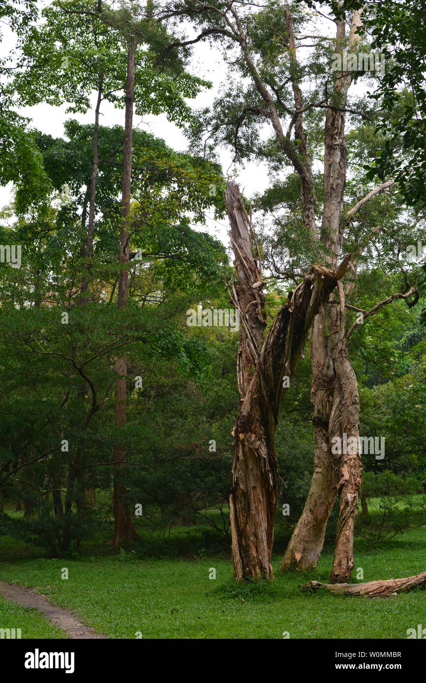 Sunshine leafy trees hi-res stock photography and images - Alamy