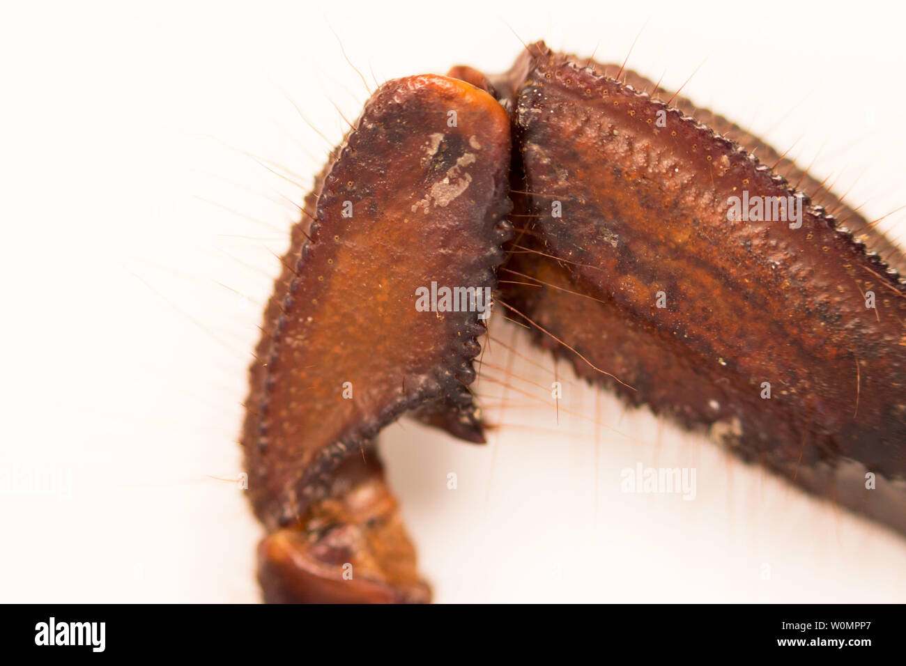 Scorpion is a detachment of arthropods from the class Arachnida. view foot joint, macro Stock Photo