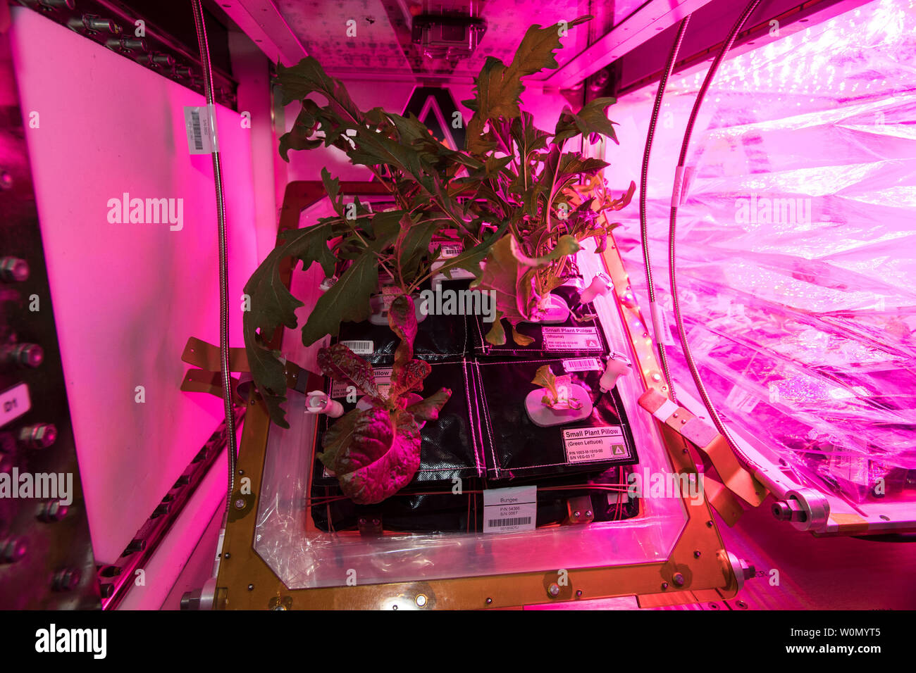 The crew aboard the International Space Station have grown two batches of mixed greens (mizuna, red romaine lettuce and tokyo bekana cabbage), and are now running two Veggie facilities simultaneously. Organisms grow differently in space, from single-celled bacteria to plants and humans. But future long-duration space missions will require crew members to grow their own food, so understanding how plants respond to microgravity is an important step toward that goal. The Veg-03 experiment uses the Veggie plant growth facility to cultivate a type of cabbage, lettuce and mizuna which are harvested Stock Photo