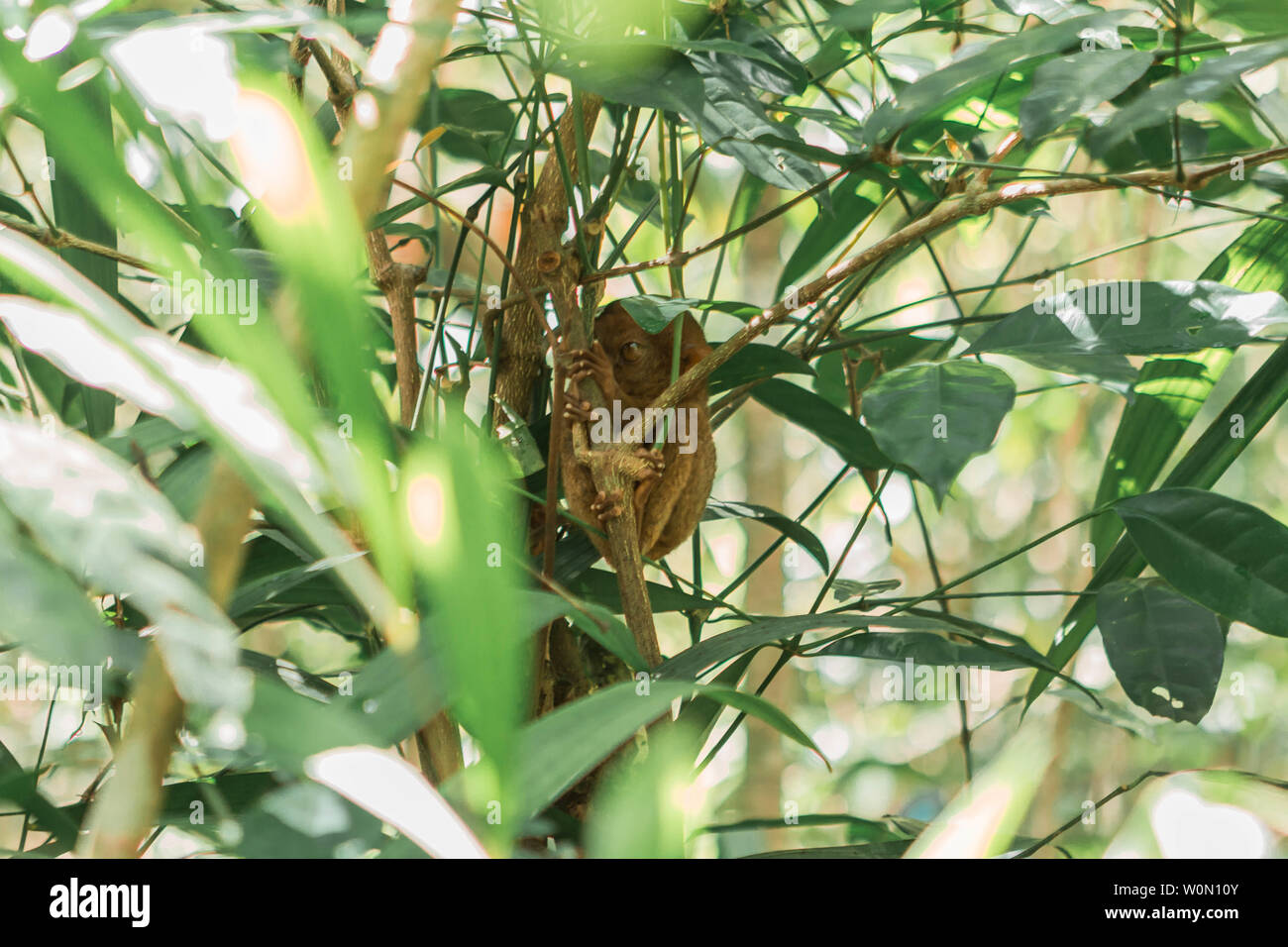 Tarsier in Bohol Tarsier sanctuary, Cebu, Philippines Stock Photo - Alamy