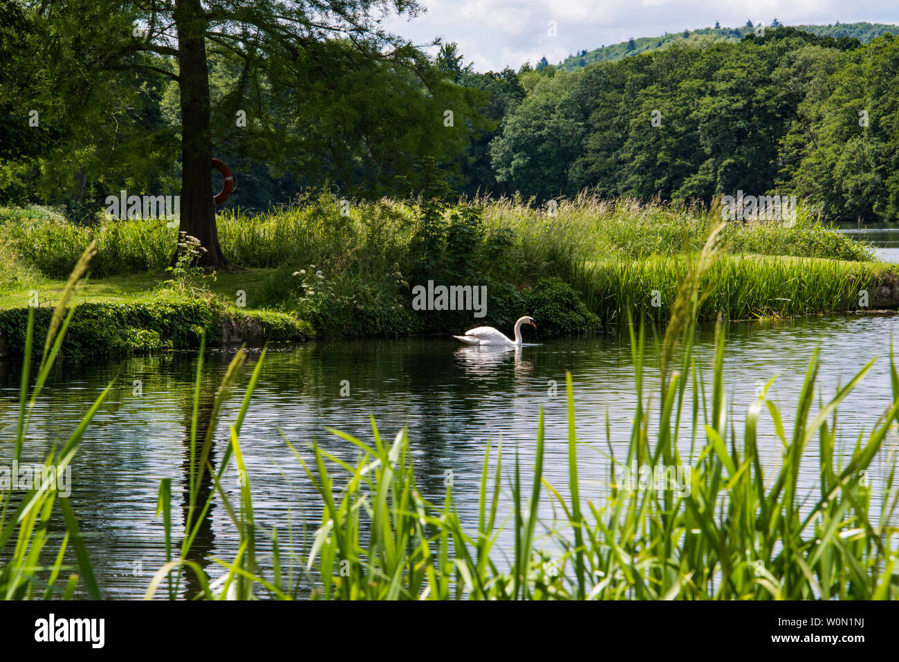 Mute Swan on lake. Stock Photo