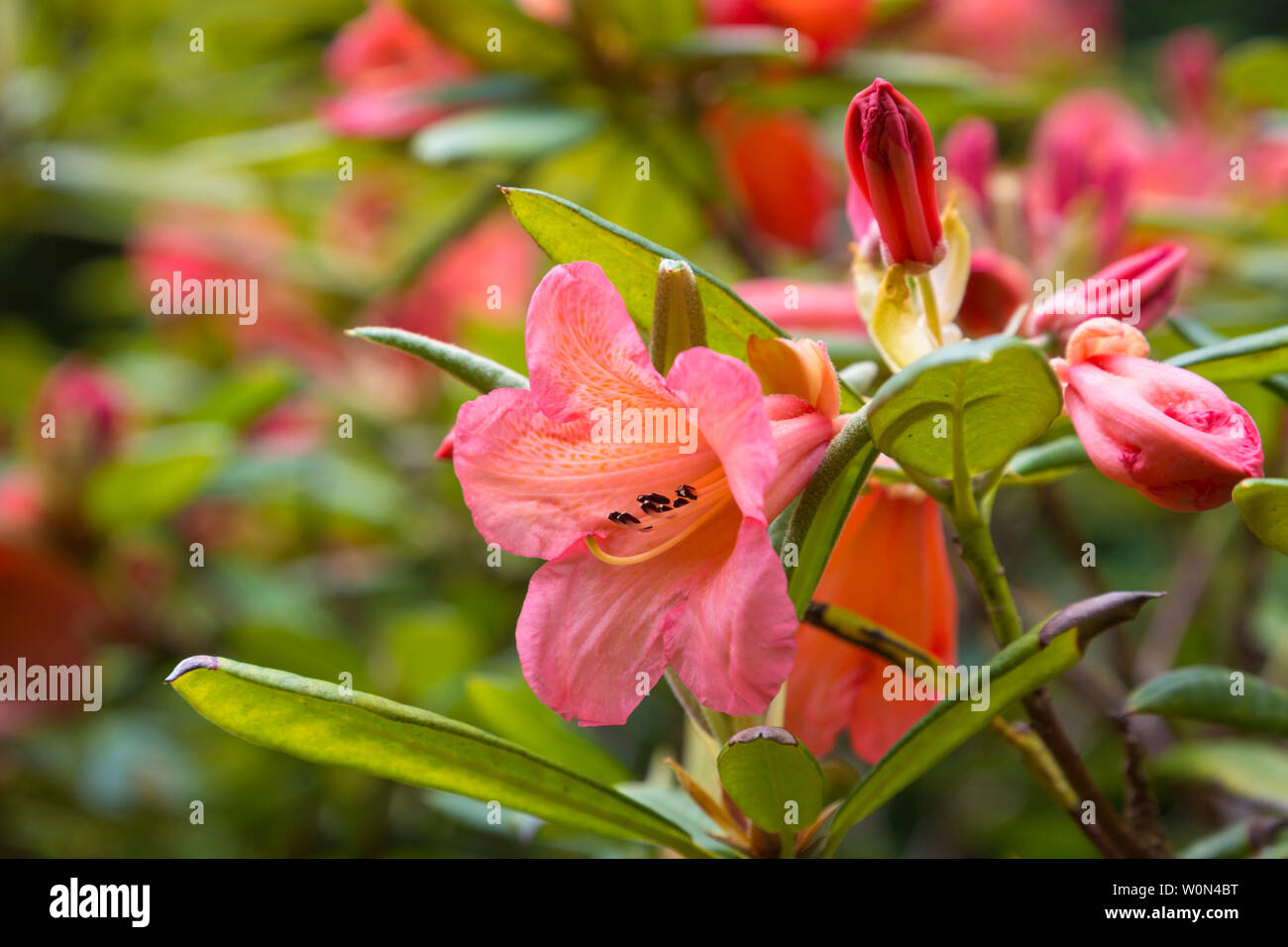 different colorful oleander Stock Photo - Alamy