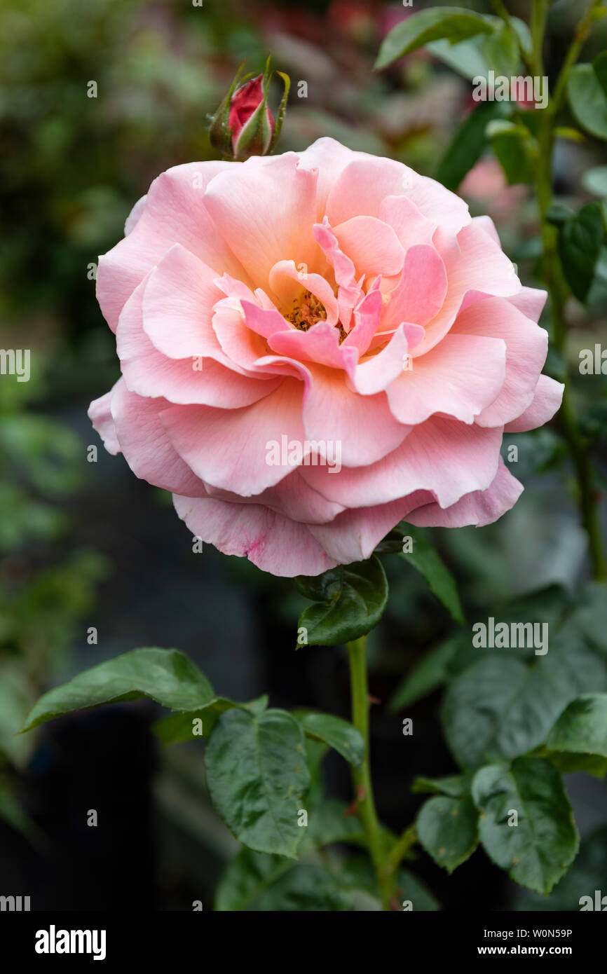 Close up of a pale pink rose called rosa Tickled Pink a Floribunda