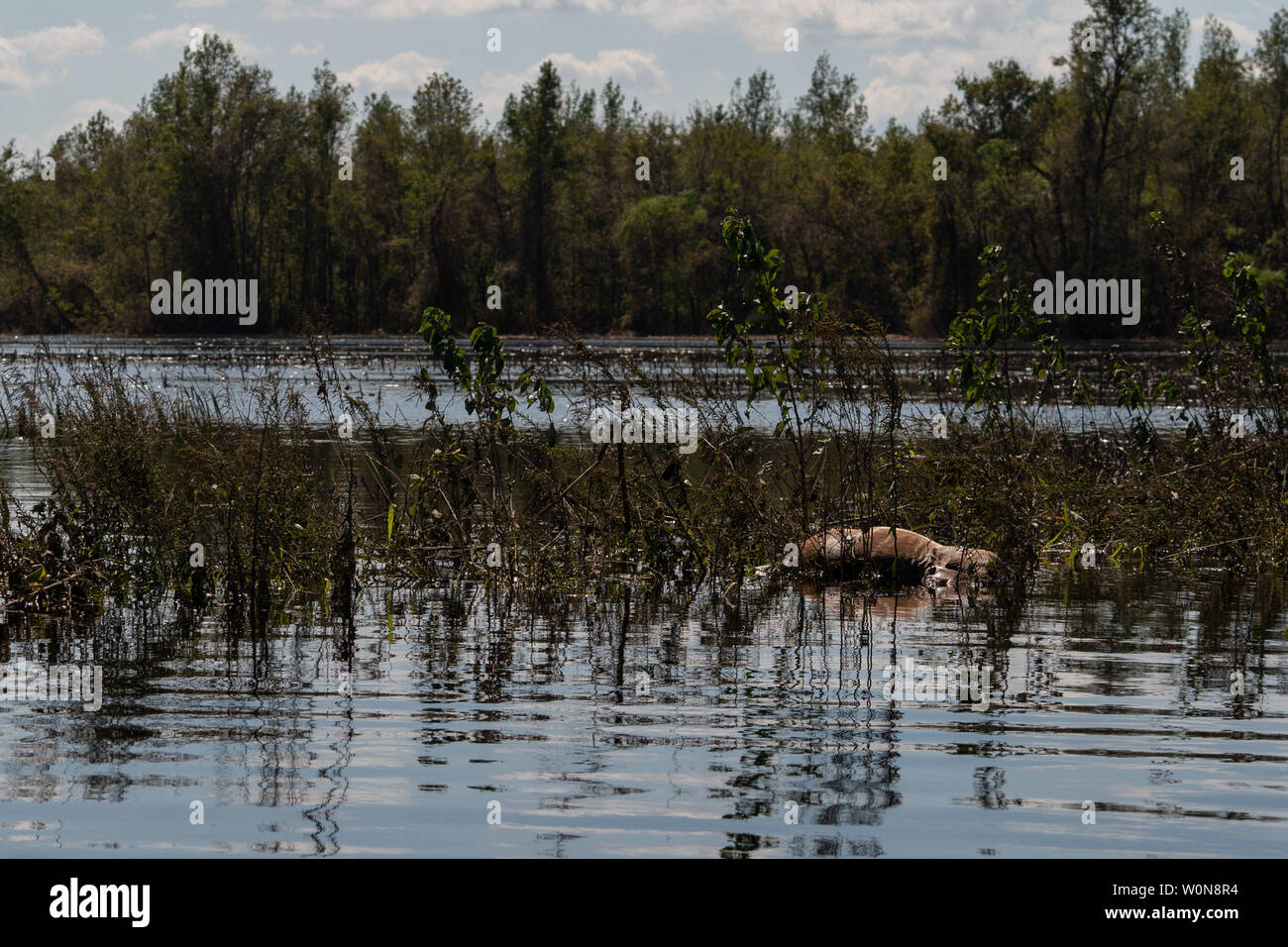 Dead deer lies hires stock photography and images Alamy