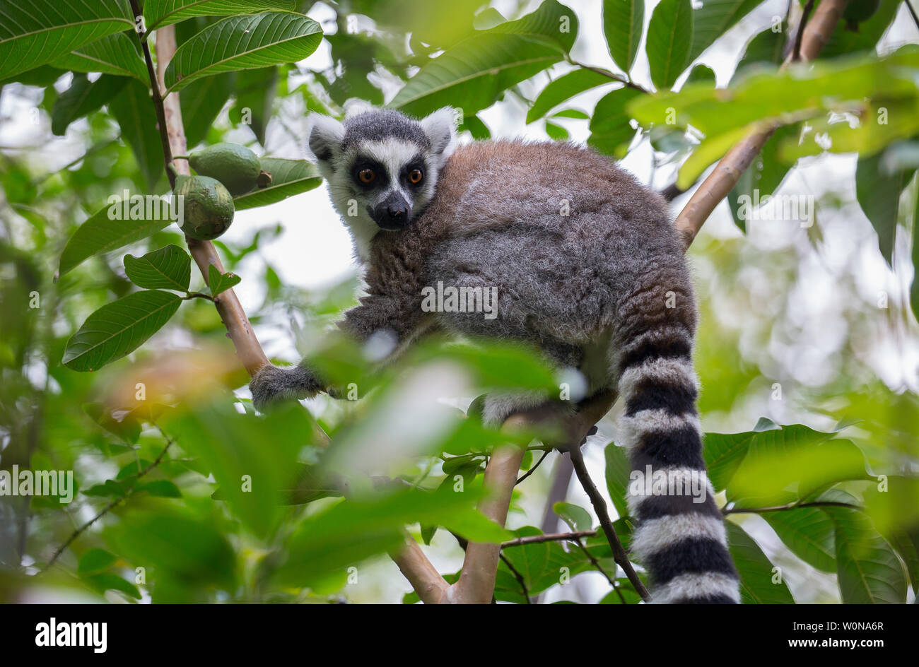 ring-tail lemur in Anja Community reserve Stock Photo