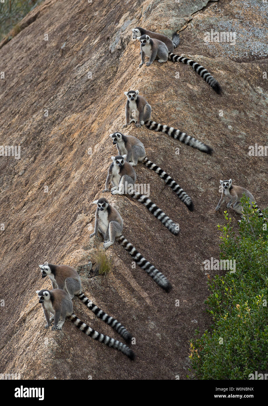 ring-tail lemurs in Anja Community reserve Stock Photo