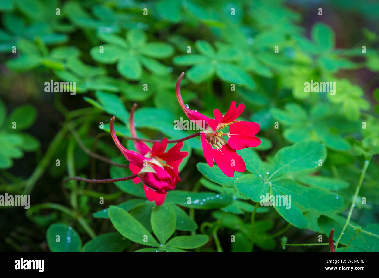 special tropaleolum speciosum flower in a private garden on Sheeps Head Stock Photo