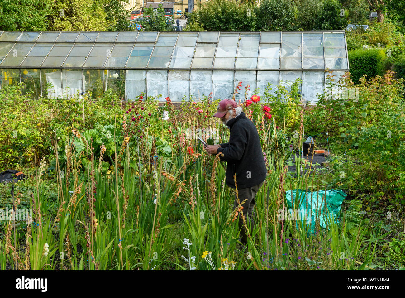 Man working on urban allotment garden (gardening) with flowering plants