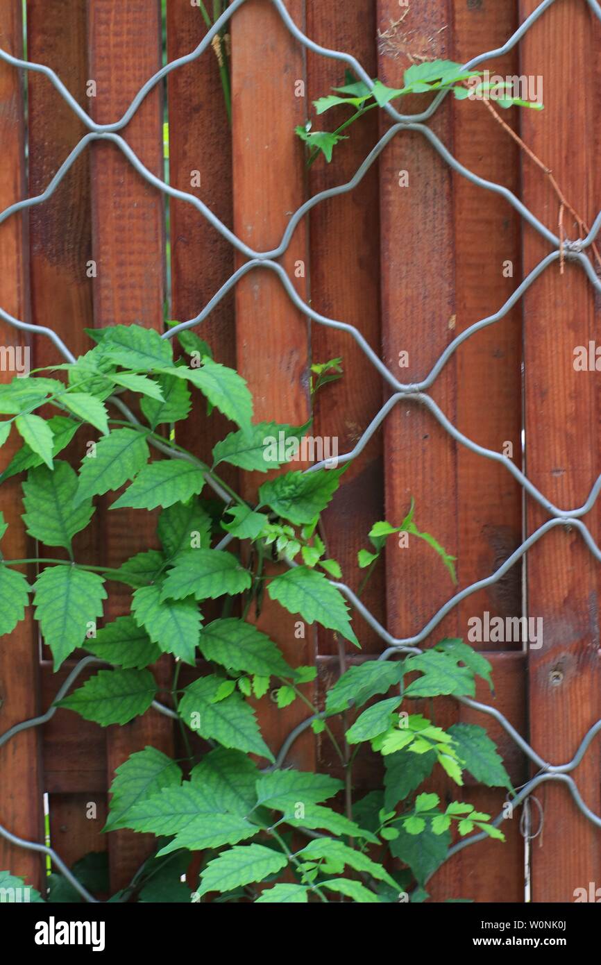 Plant wire cage hi-res stock photography and images - Alamy