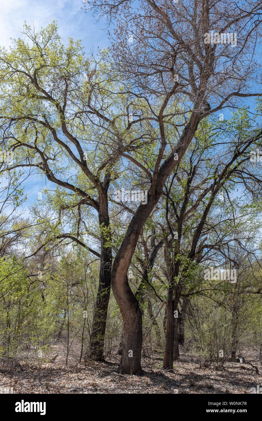 Rio grande cottonwood forest hires stock photography and images Alamy