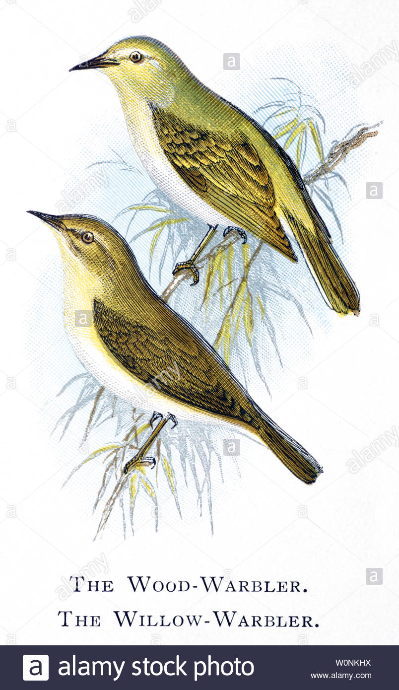 Wood Warbler (Phylloscopus sibilatrix) and Willow Warbler (Phylloscopus trochilus), vintage illustration published in 1898 Stock Photo
