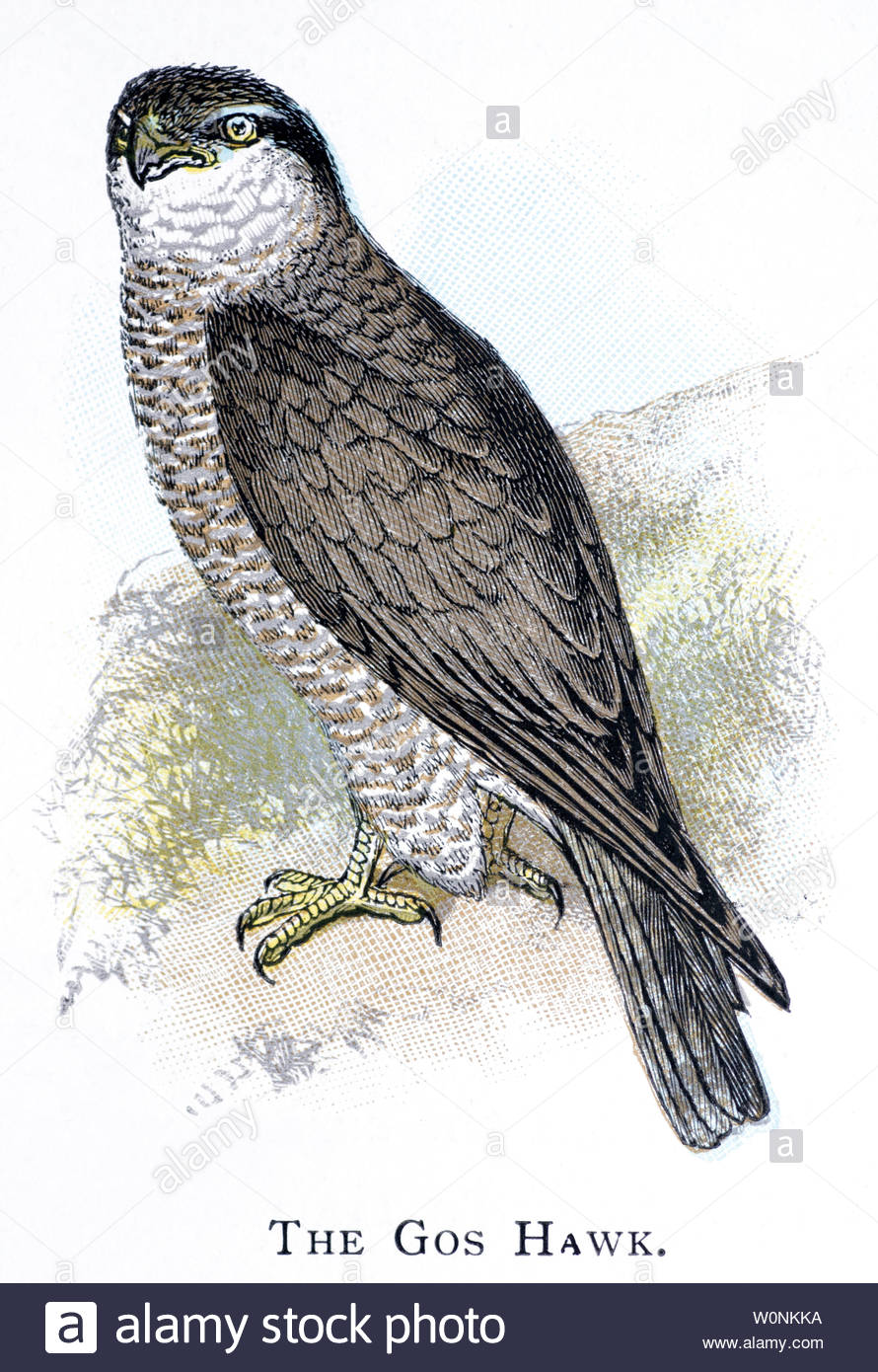 Goshawk (Accipiter gentilis), vintage illustration published in 1898 Stock Photo