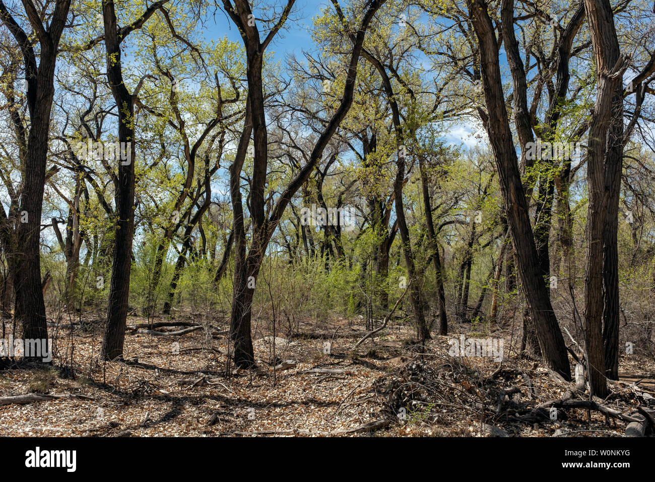 Cottonwood trees on the Rio Grande bosque (river forest) in early