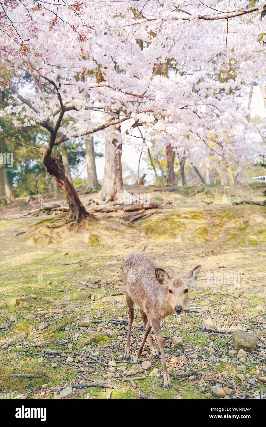 Nara park fawn cherry blossom Stock Photo
