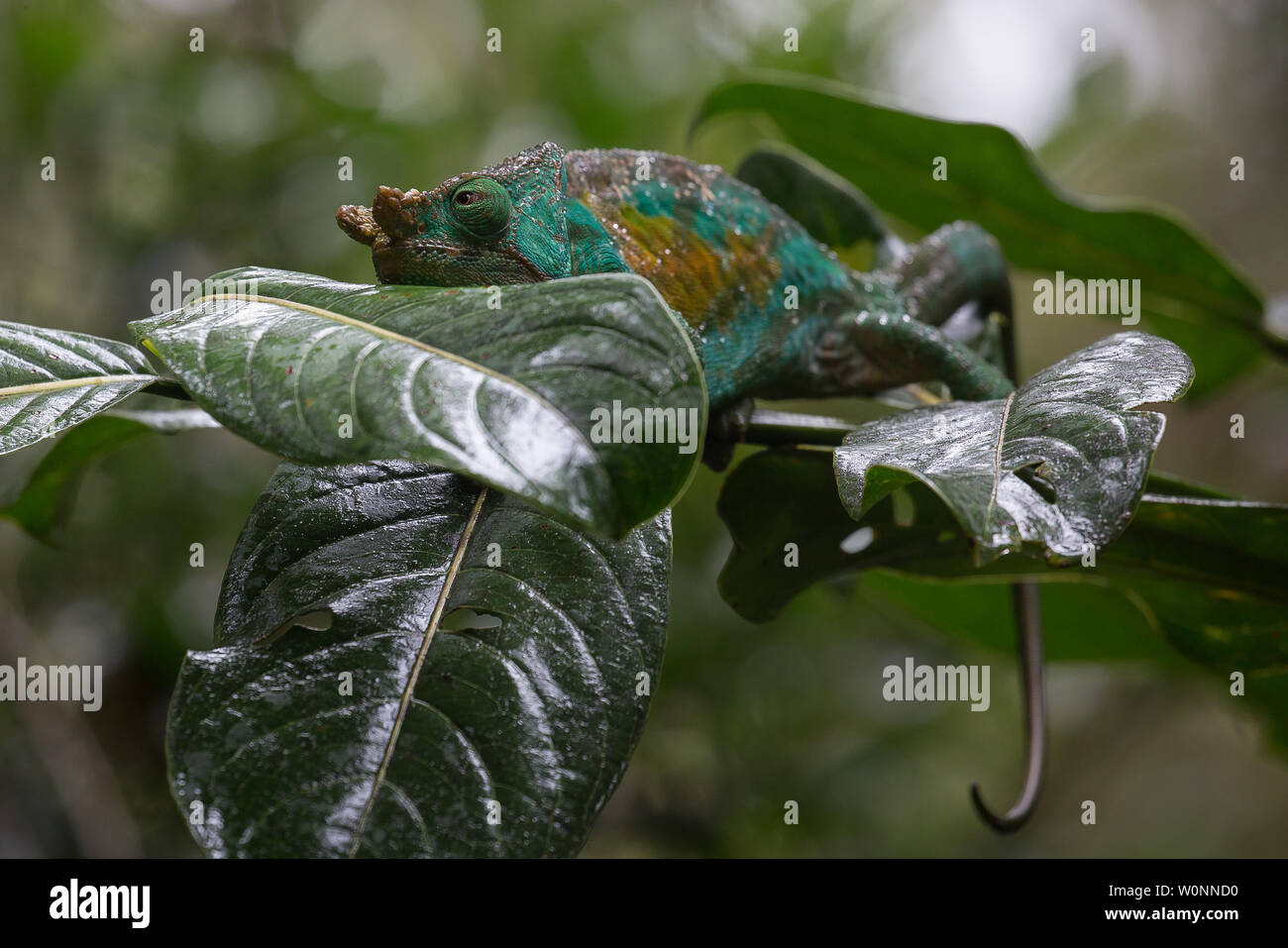 parson's chameleon in madagascar Stock Photo