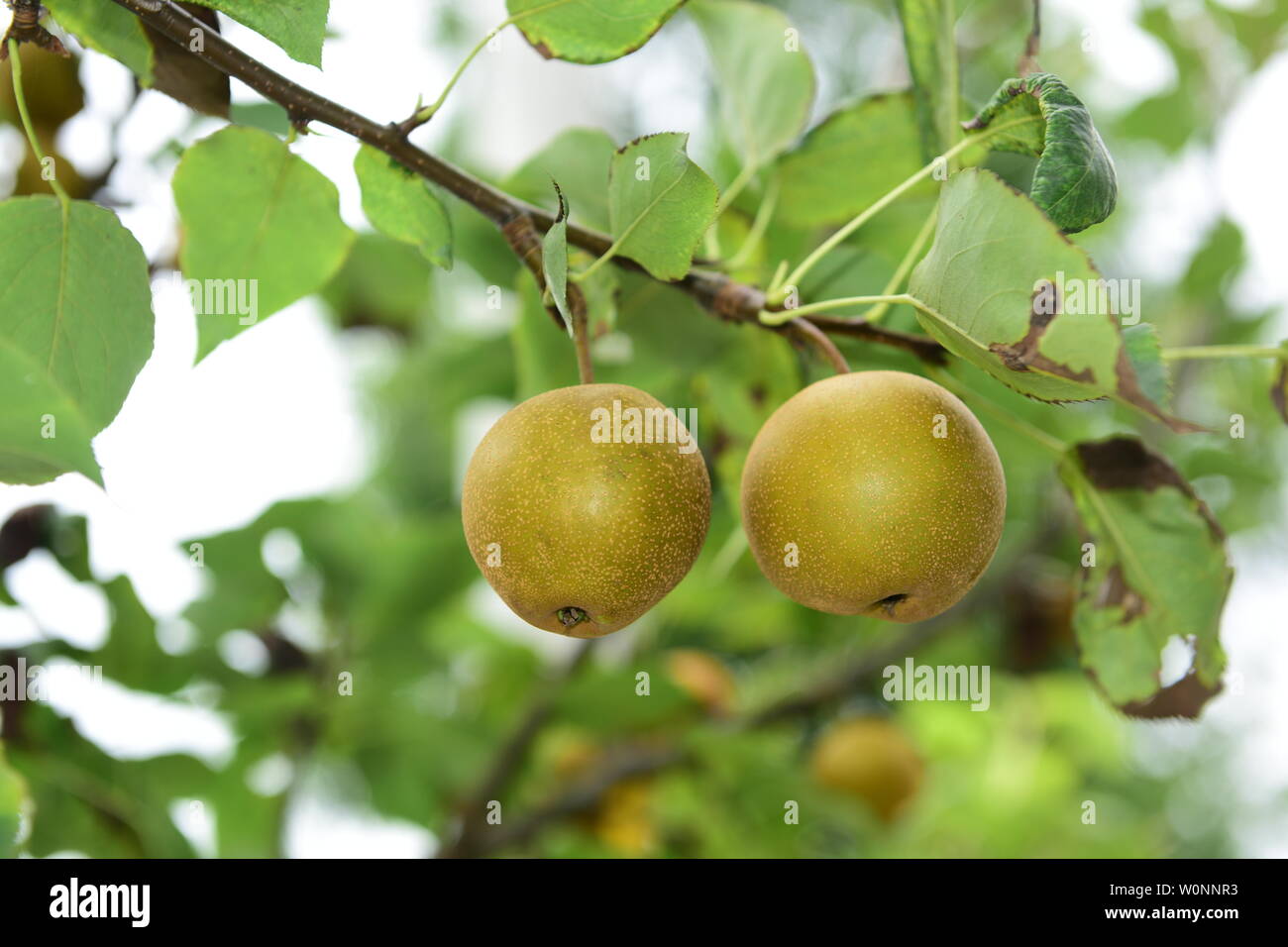 Sannong hi-res stock photography and images - Alamy