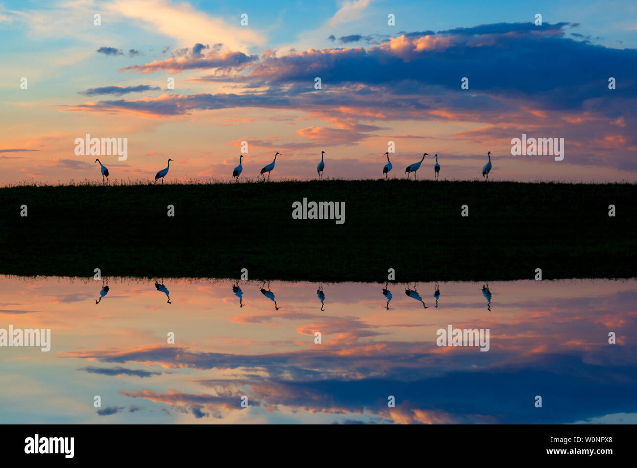Red crowned crane flying sunset hi-res stock photography and images - Alamy