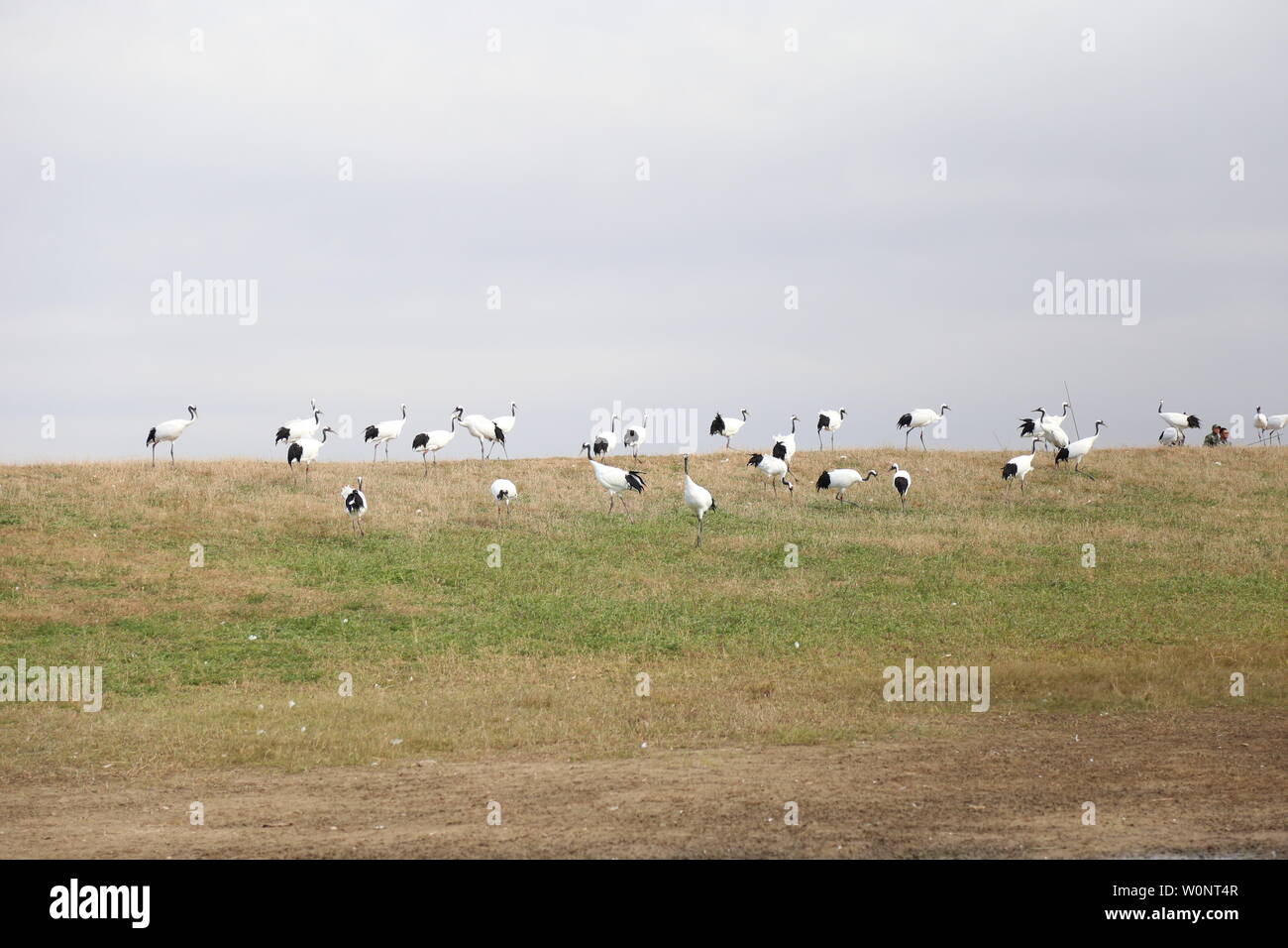 Flying red crowned cranes hi-res stock photography and images - Alamy