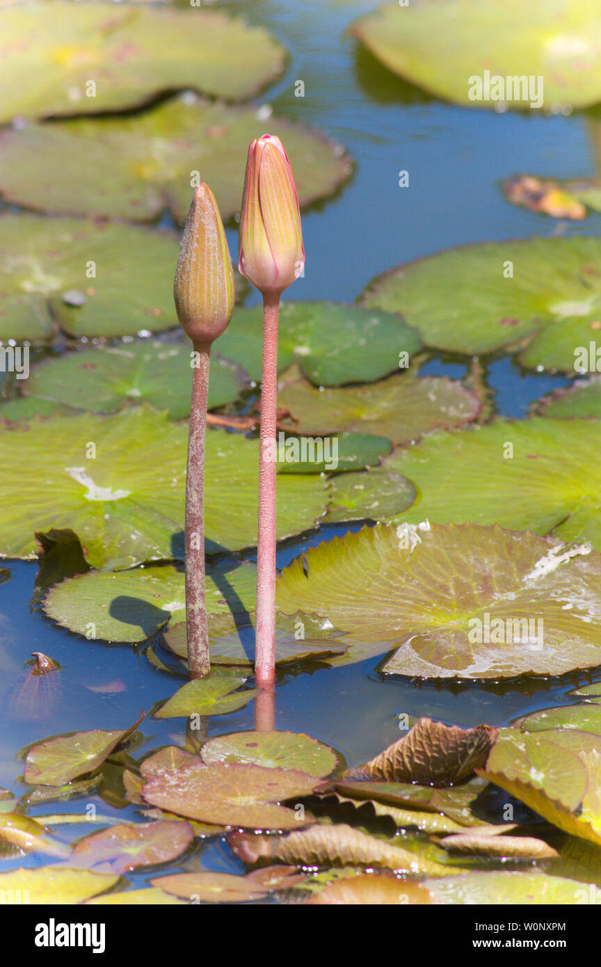 Image of two buds of the an Egyptian blue lotus (Nymphaea caerulea