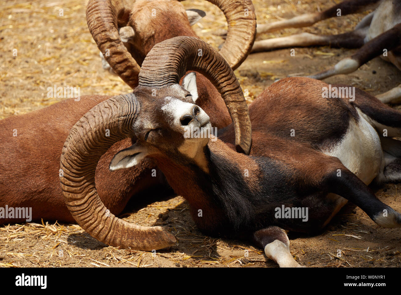 Close to a mouflon sleeping Stock Photo