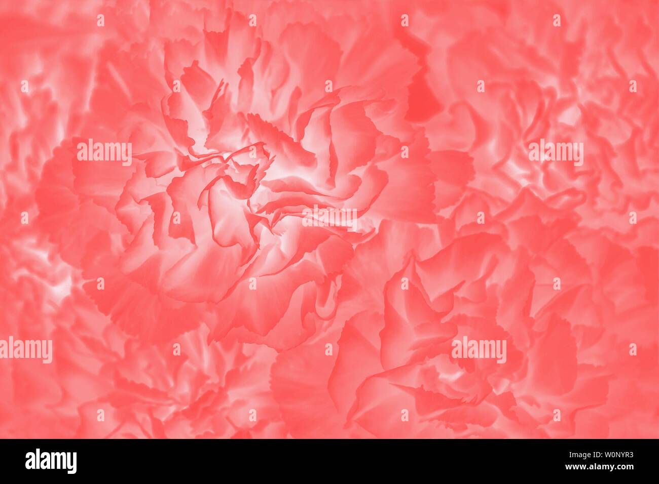 Red coral carnation flowers background with light elements. Bright