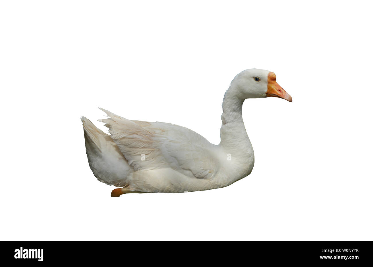 A white goose swiming isolated clipped Stock Photo