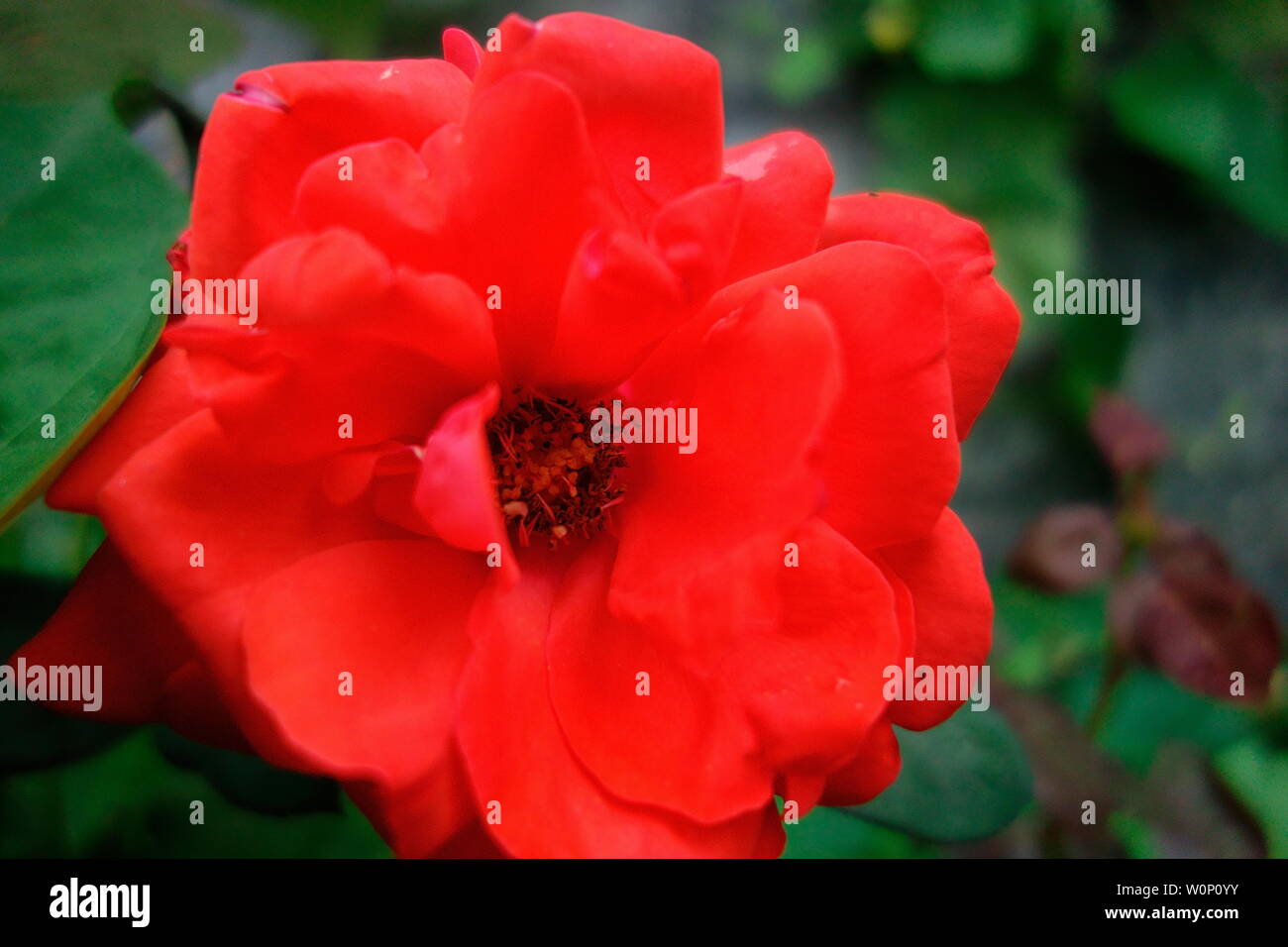 Red moon flower Stock Photo Alamy