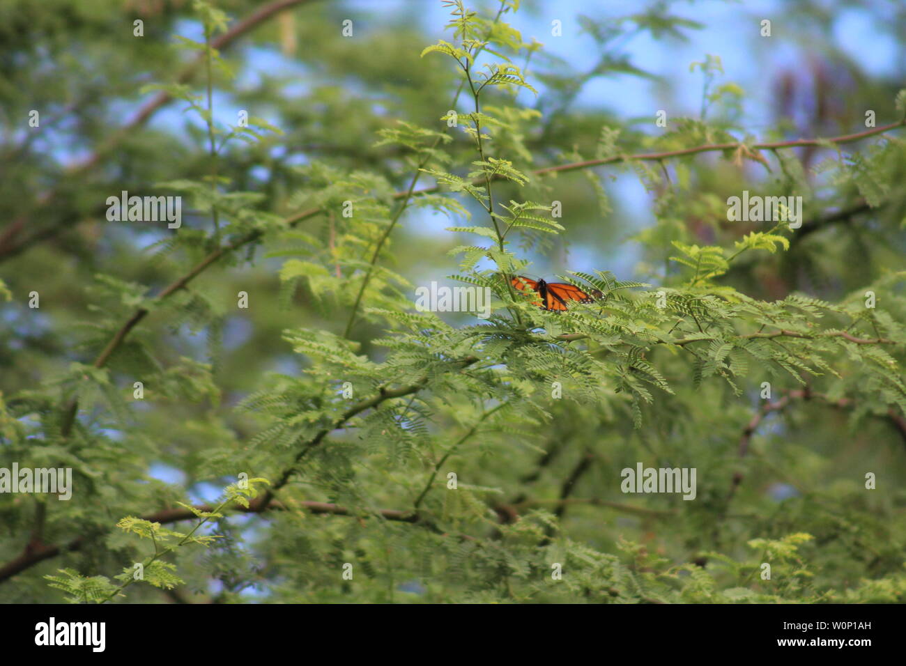Monarch Butterfly in a tree in Hawaii on the island of Oahu. Stock Photo