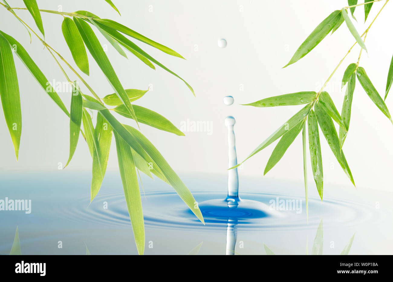 Bamboo leaves and water, the beauty of nature Stock Photo