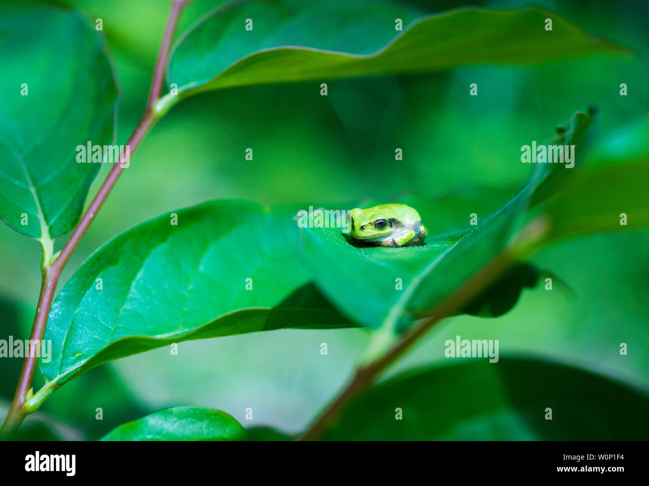 A Japanese tree frog, Hyla japonica, resting on a leaf in Nagano, Japan