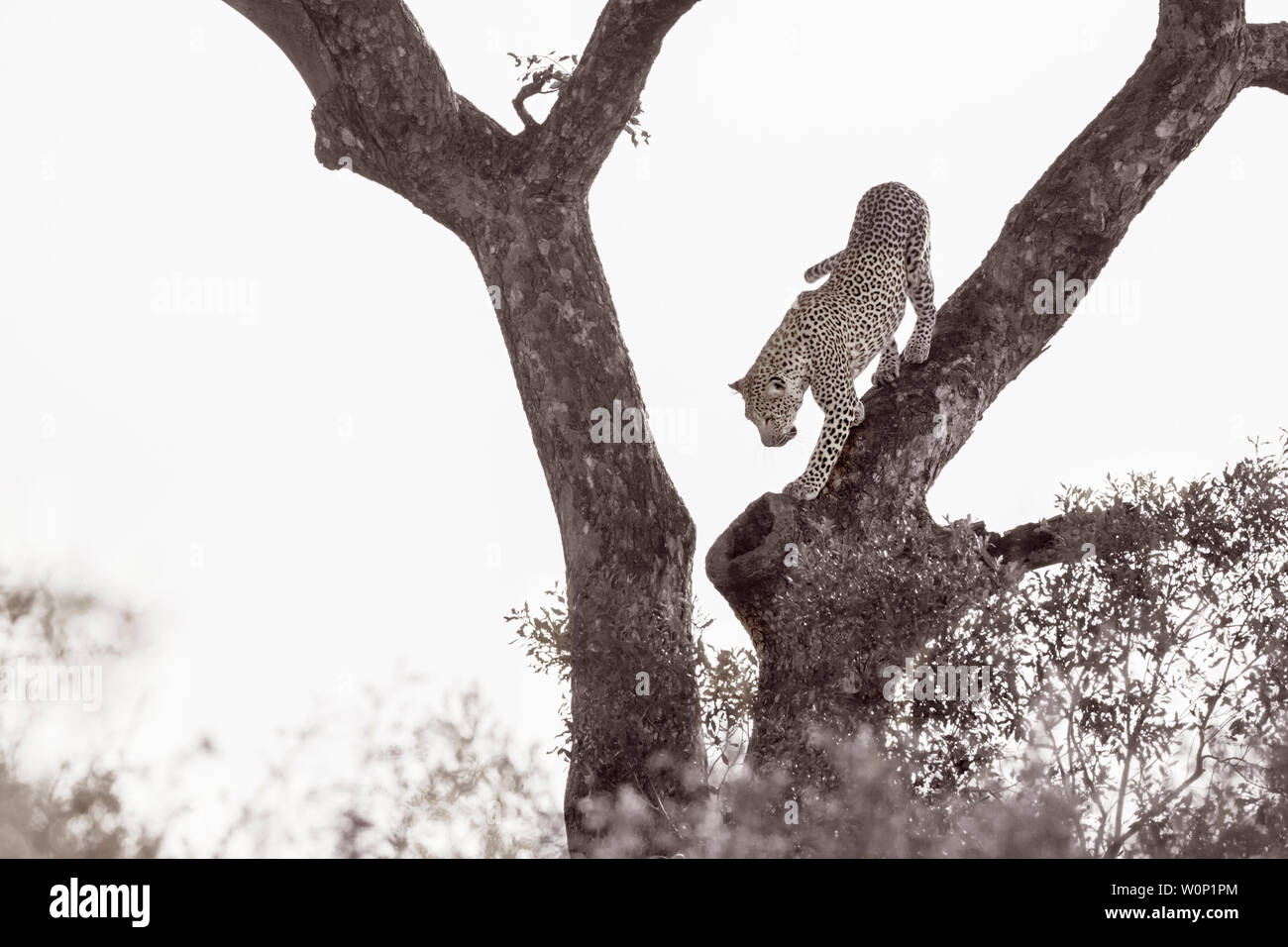 Leopard get down a tree in Kruger National park, South Africa ; Specie ...