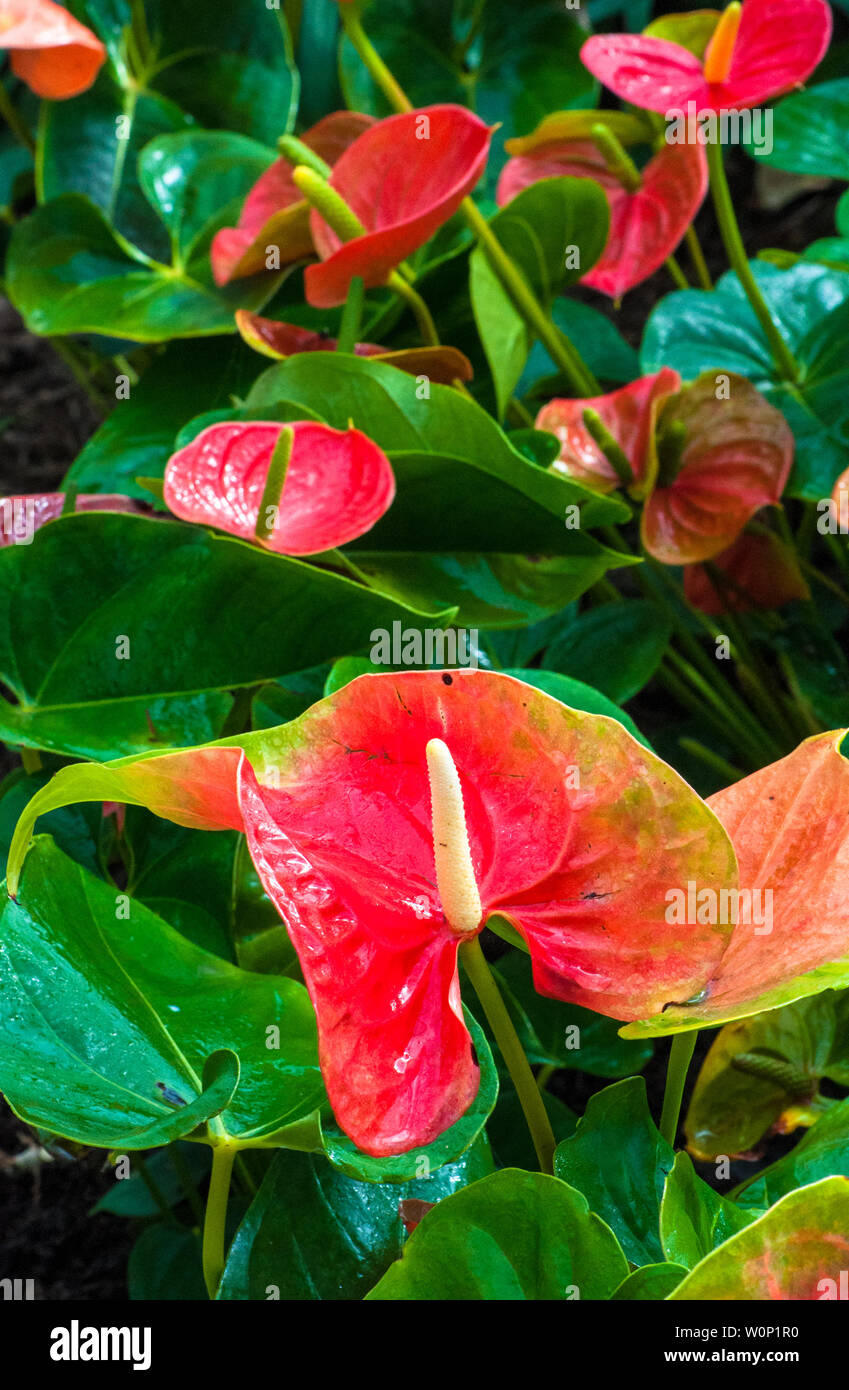 Tropical red and green plant of anthurium Stock Photo - Alamy