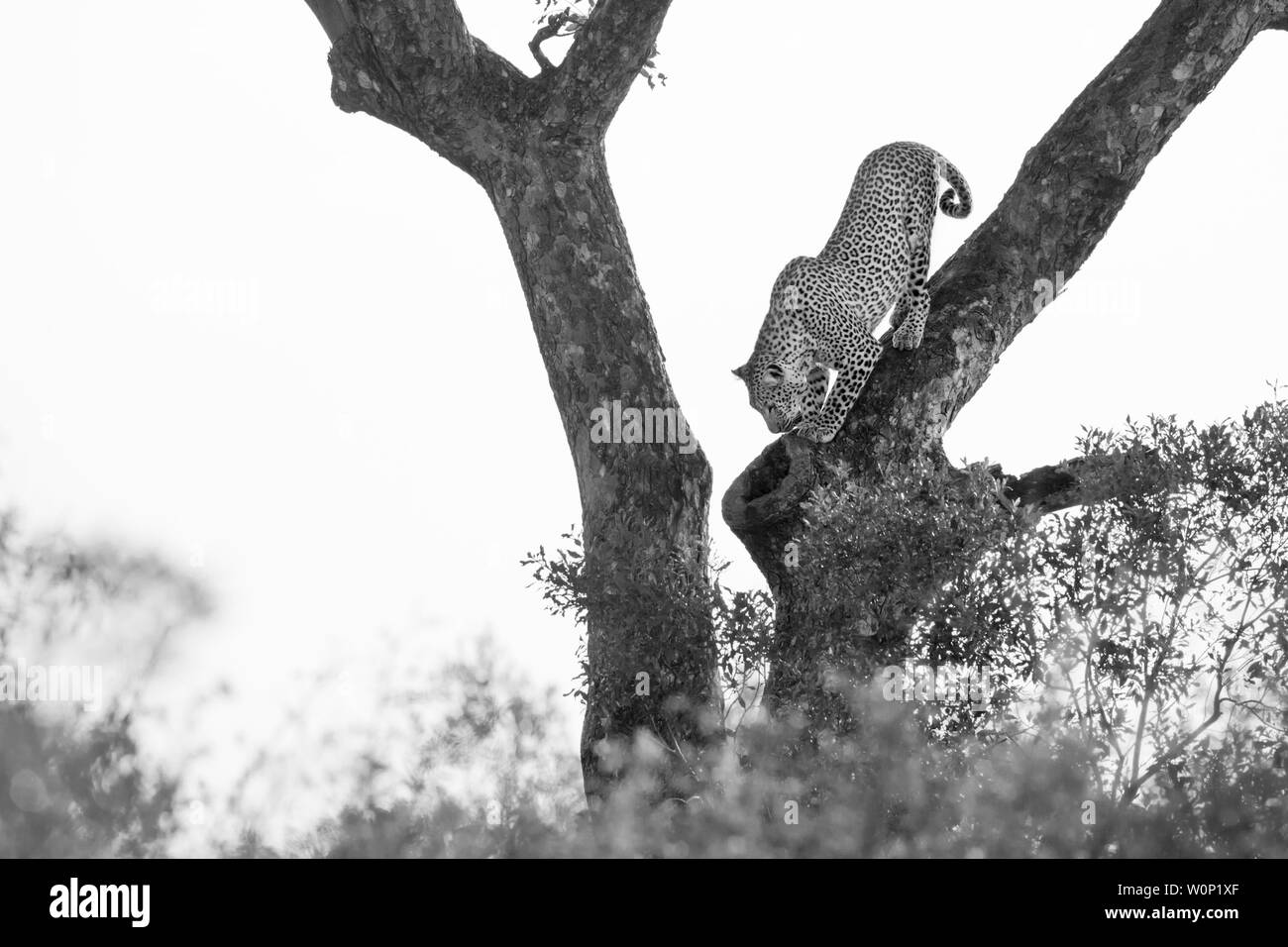 Leopard get down a tree in Kruger National park, South Africa ; Specie ...