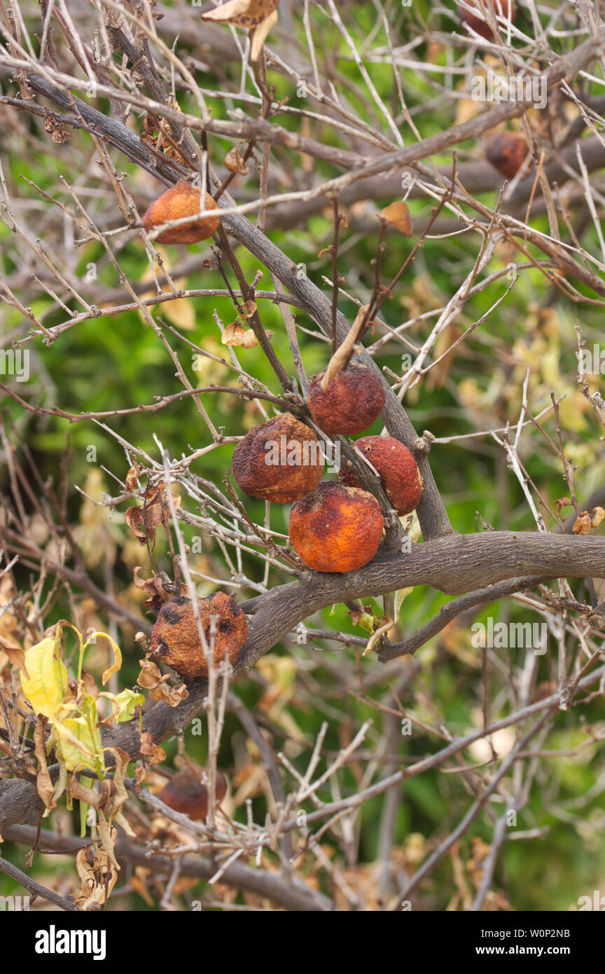 Detail of the state of some old oranges in an orange tree affected by some kind of disease Stock Photo