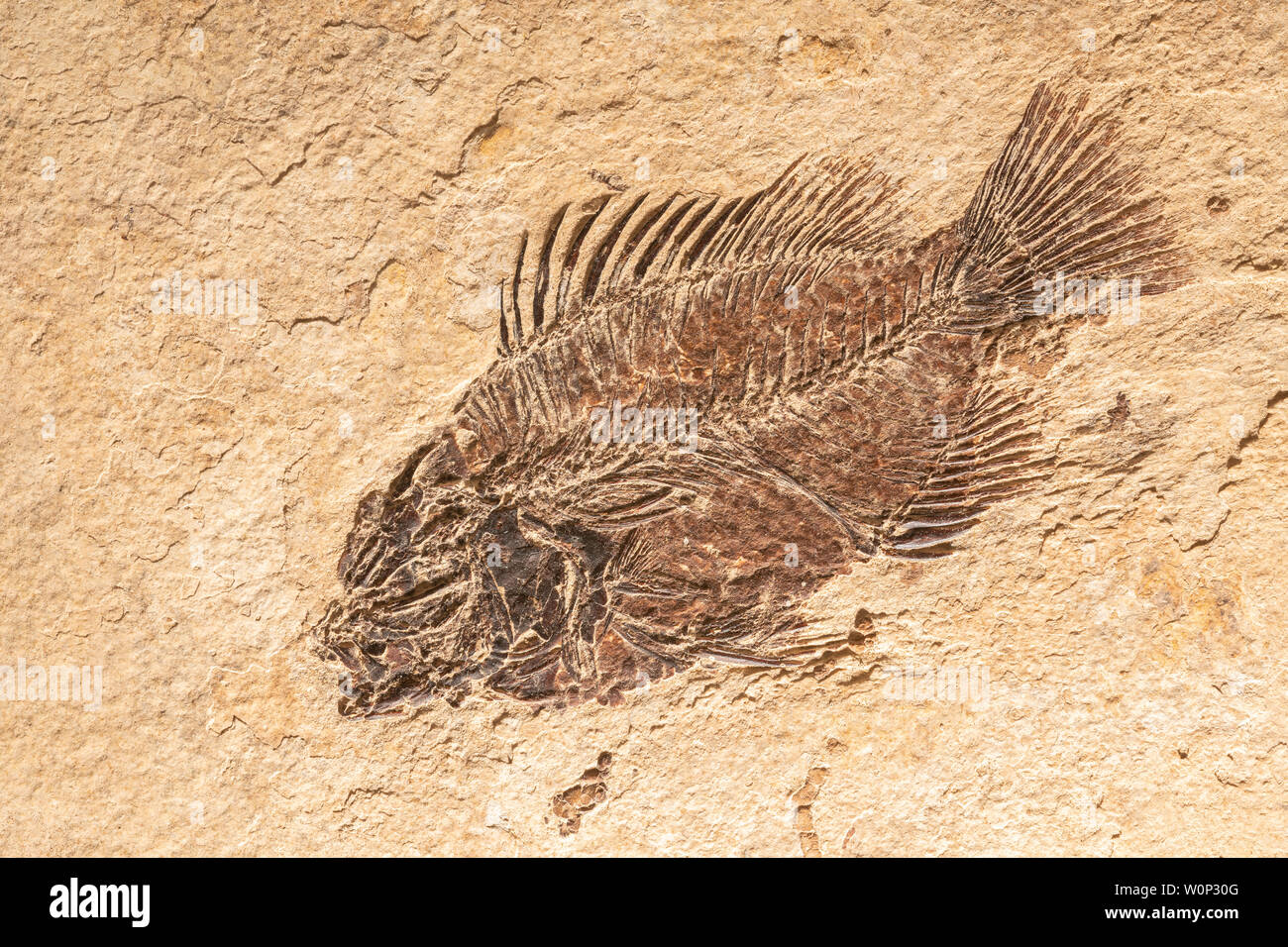 Piscacara (Extinct perch). Eocene Epoch, 50 million years old. Green River formation, Kemmerer, Wyoming, USA. Courtesy of ZRS Fossils, by Dominique Br Stock Photo