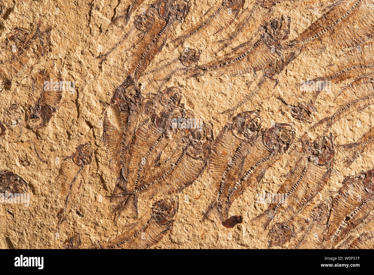Fossils of freshwater Herring (Knightia sp.) Eocene Epoch. 50 million years old. Green River Formation. Kemmerer, Wyoming, USA, Courtesy of ZRS Fossil Stock Photo