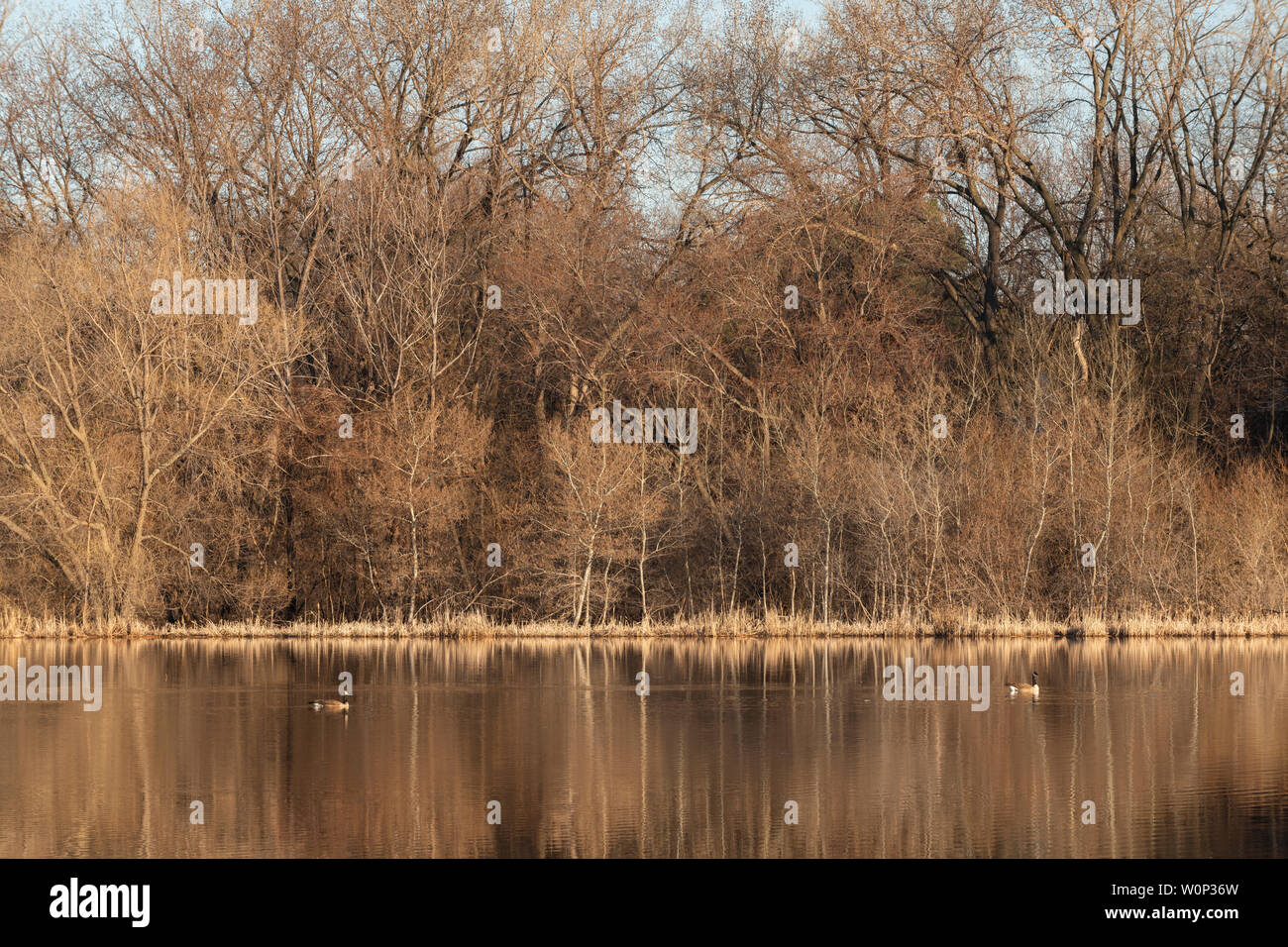 Pair of Canada geese (Branta canadensis) on Wood Lake, early Spring, Minnesota, USA, by Dominique Braud/Dembinsky Photo Assoc Stock Photo