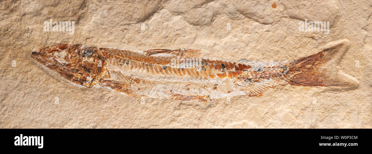 Fossil fish (Prionolepis cataphractus). Cretaceous period. Cenomanian Layers. Origin: Hjoula, Lebanon Courtesy of ZRS Fossils, by Dominique Braud/Demb Stock Photo