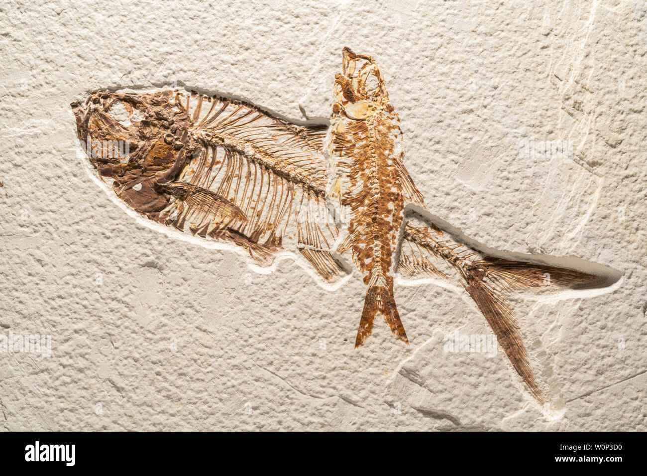 Diplomystus dentatus (larger fish) and Knightia eocaena. 48-55 million years old. Green River Formation, WY, USA, Eocene Epoch. Courtesy: Private coll Stock Photo