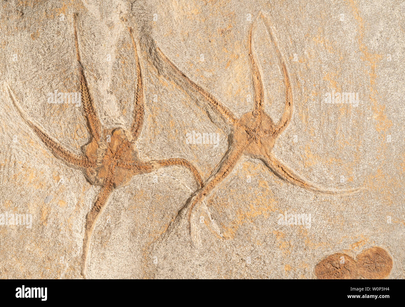 Star fish. Ordovician period. Origin: Mecissi, Morocco. Courtesy of ZRS Fossils, by Dominique Braud/Dembinsky Photo Assoc Stock Photo