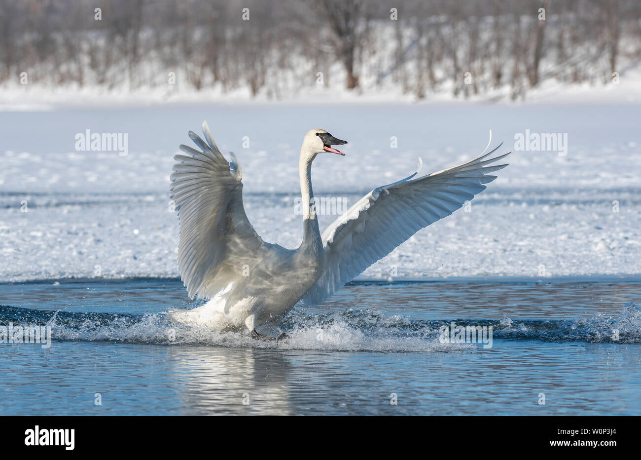 Trumpeter swan (Cygnus buccinator) landing on the St. Croix River,  Hudson, Wisconsin, USA, February, by Dominique Braud/Dembinsky Photo Assoc Stock Photo