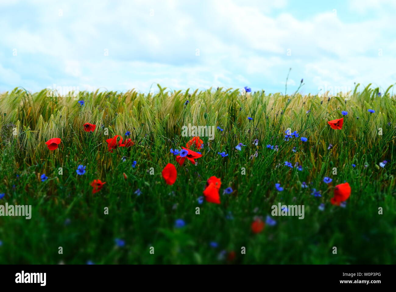 Poppies fields france hi-res stock photography and images - Alamy